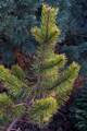 Pinus mugo Zundert IMG_8517 Sosna kosodrzewina